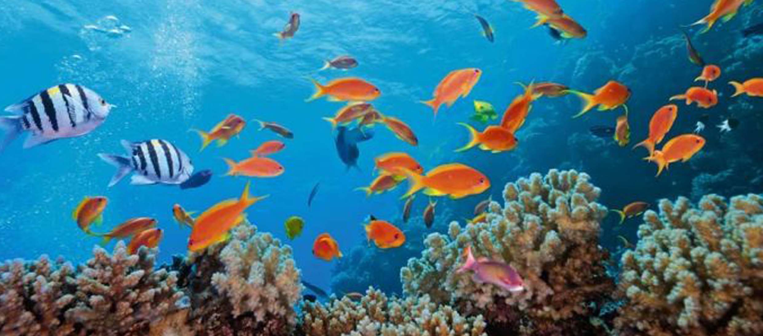Fonds Marins