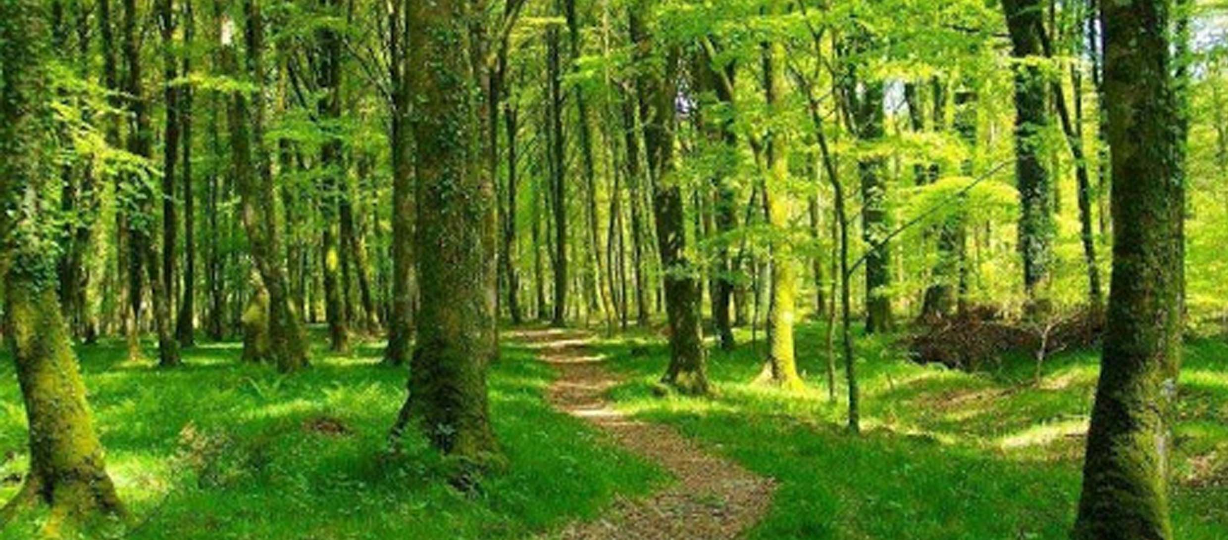 Forêts